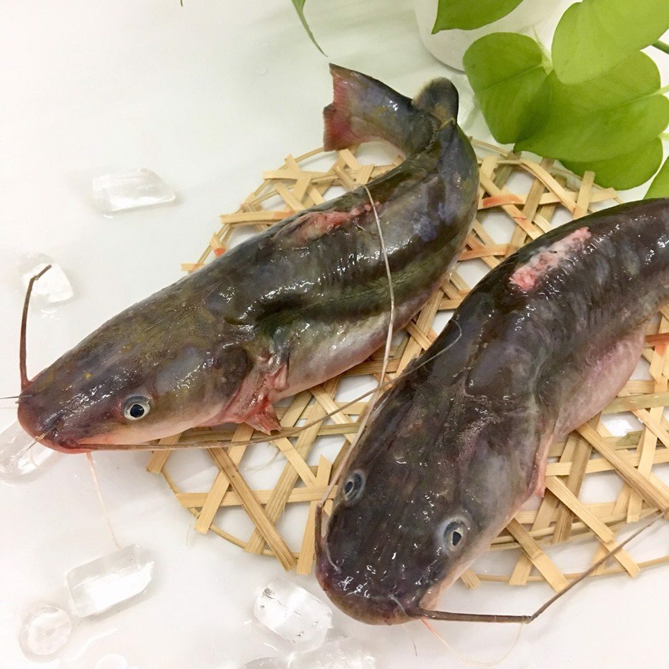 Mua Cá Lăng Tươi Ngon - Chắc Thịt - Giá Thành Hợp Lý Tại Hà Nội – Gọi 0916526868 01