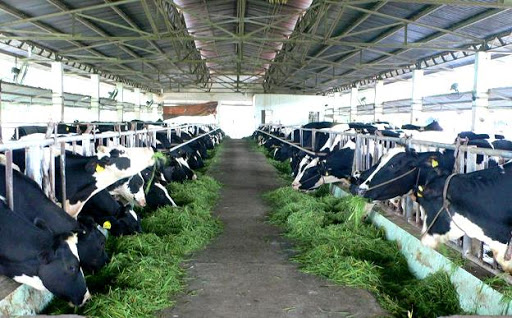 Đơn hàng chăn nuôi bò sữa xuất khẩu lao động Nhật Bản – Hotline: 02422466366
